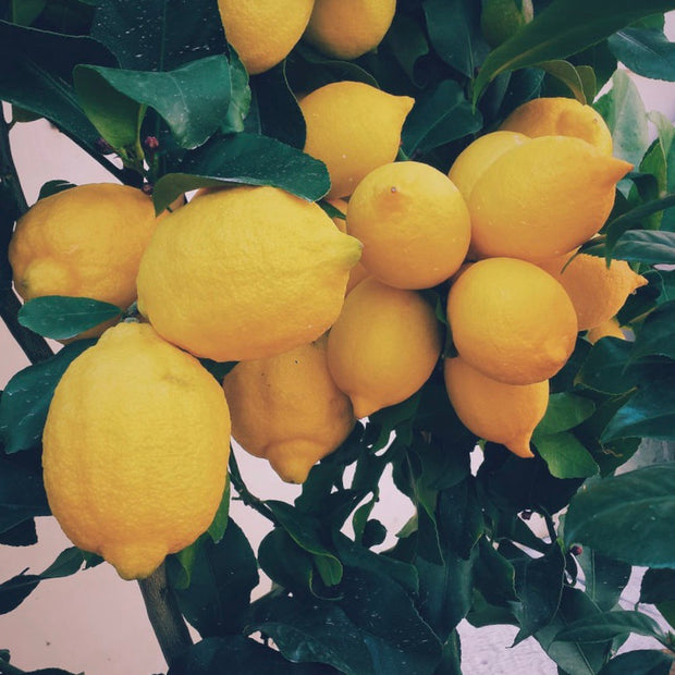 Lemon Essential Oil