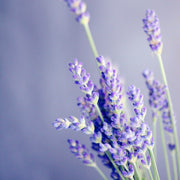 Lavender Essential Oil