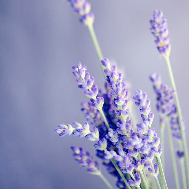 Lavender Essential Oil