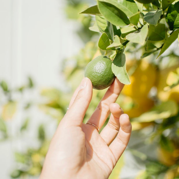 Lime Essential Oil